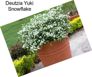 Deutzia Yuki Snowflake