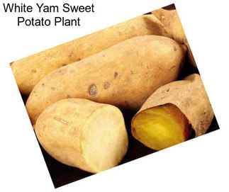 White Yam Sweet Potato Plant