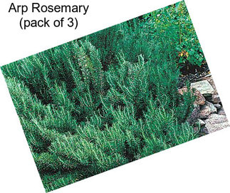 Arp Rosemary (pack of 3)