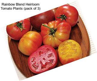Rainbow Blend Heirloom Tomato Plants (pack of 3)
