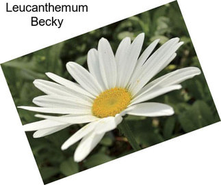 Leucanthemum Becky