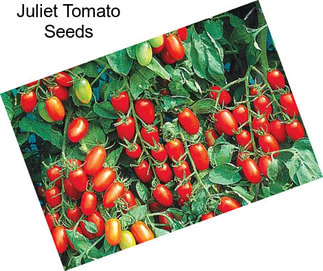 Juliet Tomato Seeds