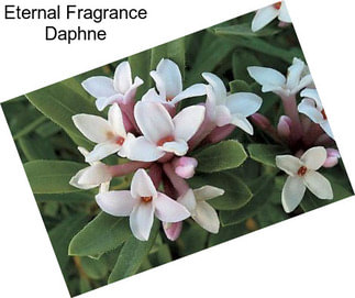 Eternal Fragrance Daphne