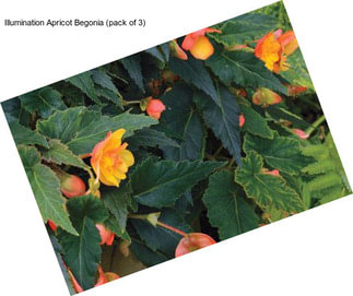 Illumination Apricot Begonia (pack of 3)