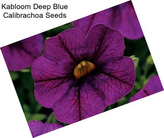 Kabloom Deep Blue Calibrachoa Seeds