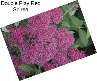 Double Play Red Spirea