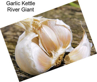 Garlic Kettle River Giant