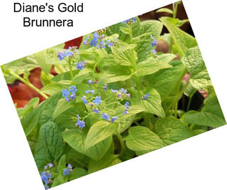 Diane\'s Gold Brunnera