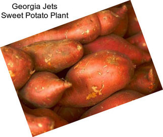 Georgia Jets Sweet Potato Plant