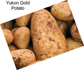 Yukon Gold Potato