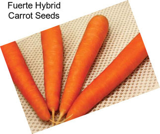 Fuerte Hybrid Carrot Seeds
