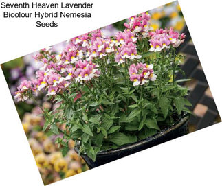 Seventh Heaven Lavender Bicolour Hybrid Nemesia Seeds