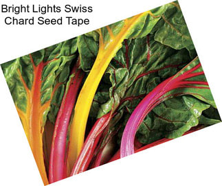 Bright Lights Swiss Chard Seed Tape