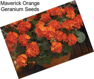 Maverick Orange Geranium Seeds