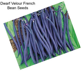 Dwarf Velour French Bean Seeds