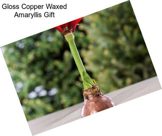 Gloss Copper Waxed Amaryllis Gift