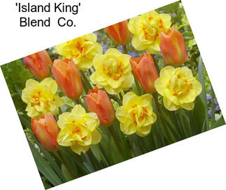 \'Island King\' Blend  Co.