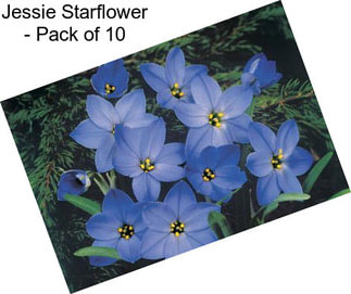 Jessie Starflower - Pack of 10