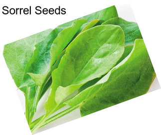 Sorrel Seeds