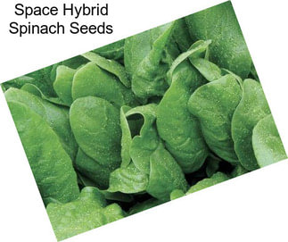 Space Hybrid Spinach Seeds