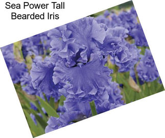 Sea Power Tall Bearded Iris