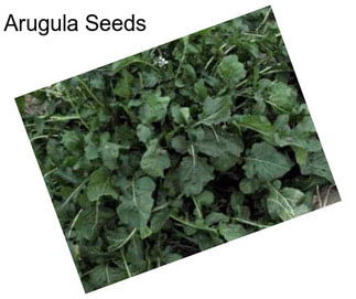 Arugula Seeds