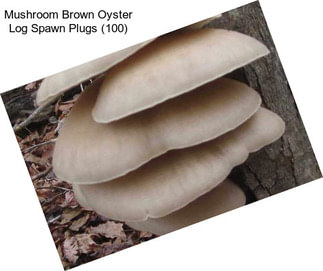 Mushroom Brown Oyster Log Spawn Plugs (100)