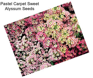 Pastel Carpet Sweet Alyssum Seeds