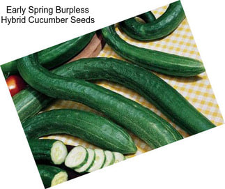 Early Spring Burpless Hybrid Cucumber Seeds