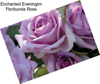 Enchanted Eveningtm Floribunda Rose