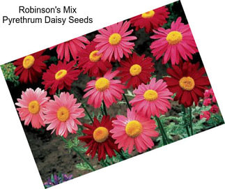Robinson\'s Mix Pyrethrum Daisy Seeds