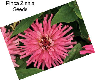 Pinca Zinnia Seeds