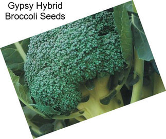 Gypsy Hybrid Broccoli Seeds