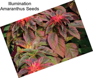 Illumination Amaranthus Seeds