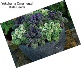 Yokohama Ornamental Kale Seeds