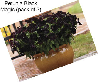 Petunia Black Magic (pack of 3)