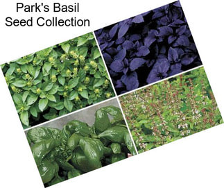 Park\'s Basil Seed Collection