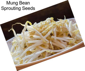Mung Bean Sprouting Seeds