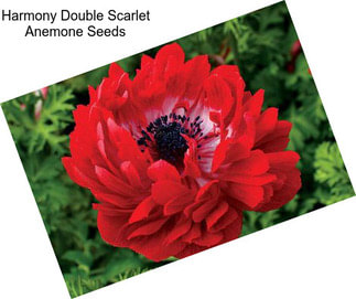 Harmony Double Scarlet Anemone Seeds