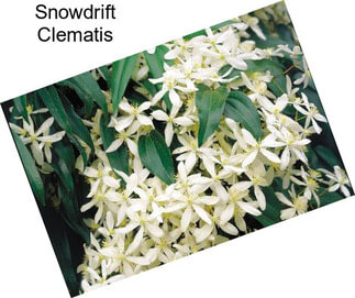 Snowdrift Clematis