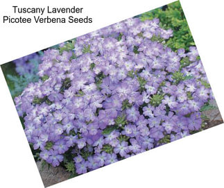 Tuscany Lavender Picotee Verbena Seeds