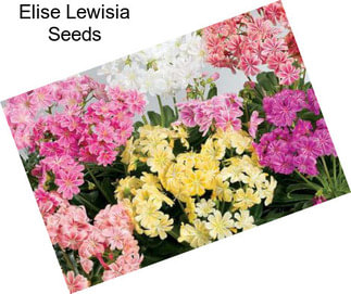 Elise Lewisia Seeds