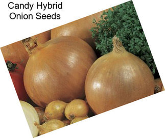 Candy Hybrid Onion Seeds