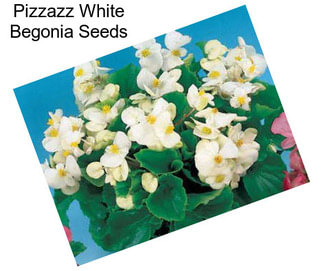 Pizzazz White Begonia Seeds