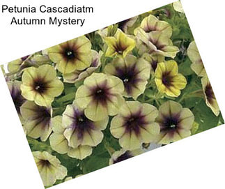 Petunia Cascadiatm Autumn Mystery
