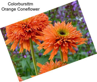 Colorbursttm Orange Coneflower