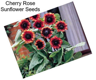 Cherry Rose Sunflower Seeds