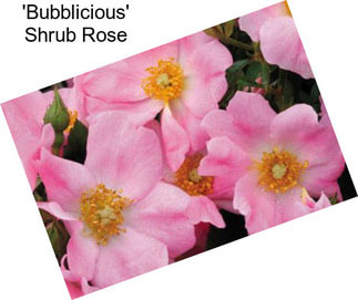 \'Bubblicious\' Shrub Rose