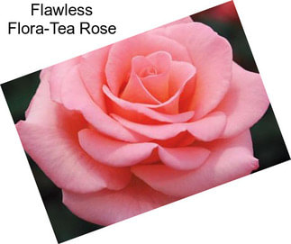 Flawless Flora-Tea Rose