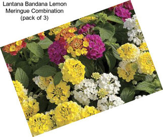 Lantana Bandana Lemon Meringue Combination (pack of 3)
